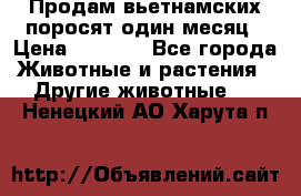 Продам вьетнамских поросят,один месяц › Цена ­ 3 000 - Все города Животные и растения » Другие животные   . Ненецкий АО,Харута п.